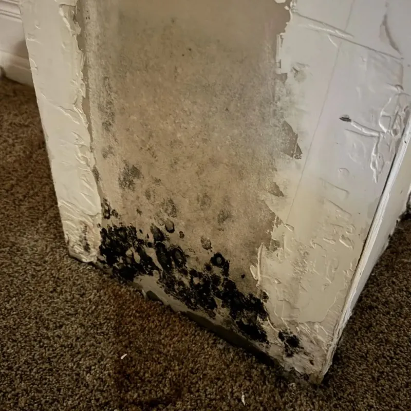Professional Mold Removal in Sturbridge, MA